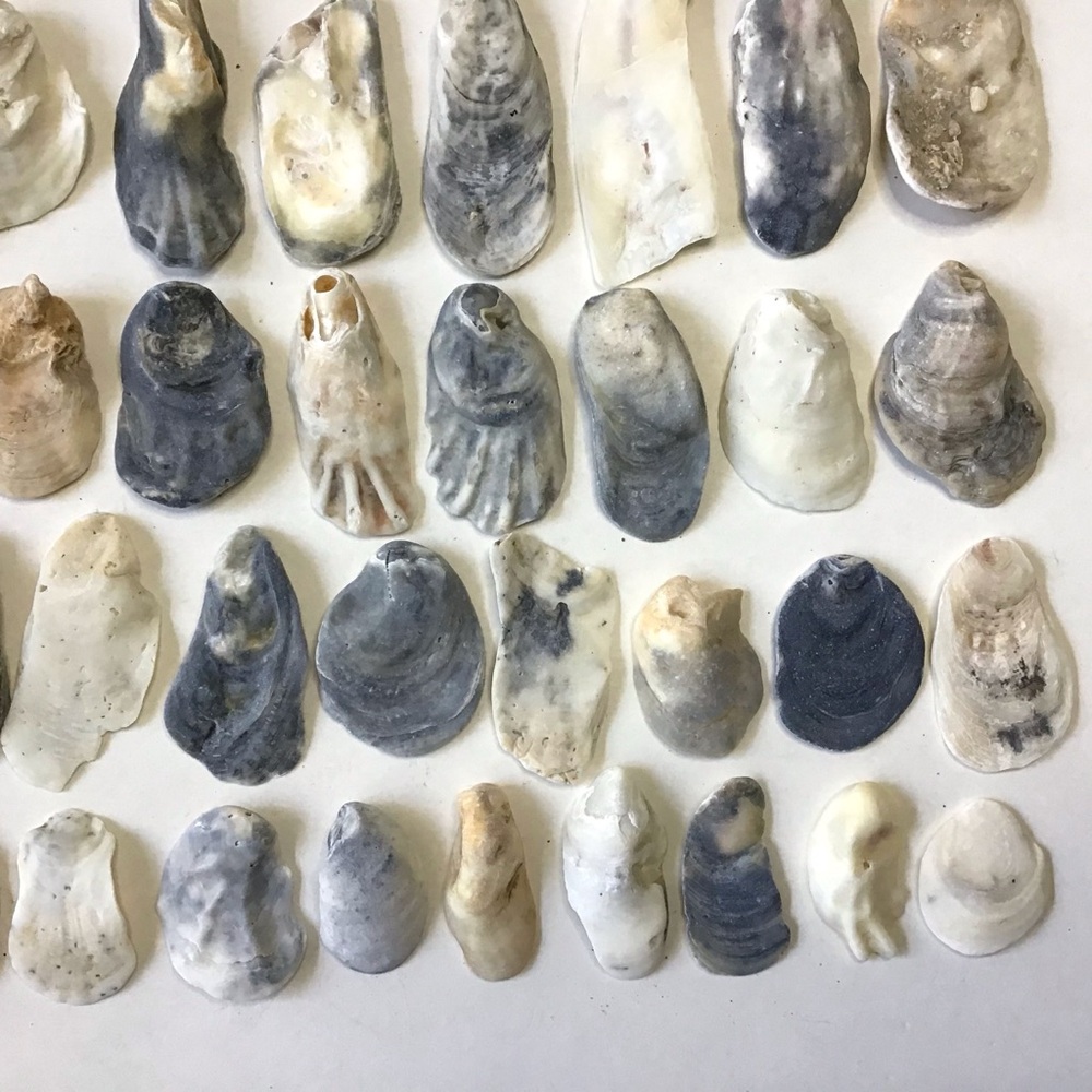Seashells 50 Oyster Shells 1-1/2” to 4-1/2” For Arts, Crafts, Beach Decor - Picture 5 of 6